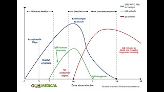 Antibody tests explained  IgG IgM [upl. by Borszcz]