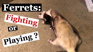 Ferrets Fighting or Playing [upl. by Caralie]