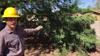 Tree Pruning Reduction Vs Thinning Arborist Advice [upl. by Silverts823]