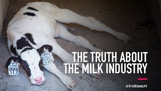 The Truth About the Milk Industry [upl. by Alano]