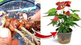 Anthurium Propagation  Anthurium Plant Care [upl. by Wain959]