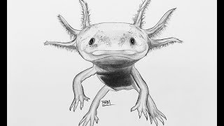 DRAWING the Axolotl [upl. by Miriam]