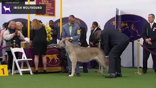 Irish Wolfhounds  Breed Judging 2020 [upl. by Acirrehs563]