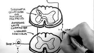 Spinal Pathways 3  Spinothalamic Tract [upl. by Kassi]