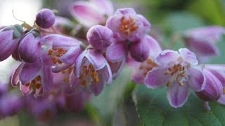 Żylistek Strawberry Fields  Deutzia Strawberry Fields [upl. by Osmo570]