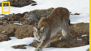 Le lynx boréal superprédateur [upl. by Gentes800]