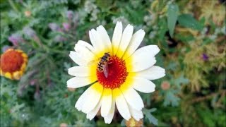 How to Grow Chrysanthemums from Seed [upl. by Yde565]