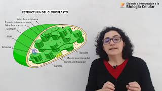 41 Biología celular Cloroplastos [upl. by Lorenzana]