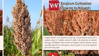 How to cultivate Sorghum [upl. by Ecirtnas919]