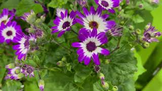 Senetti Plant Profile [upl. by Adok]