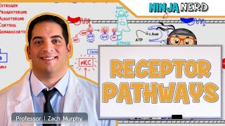 Endocrinology  Receptor Pathways [upl. by Nimocks55]