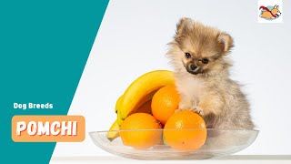 Pomchi A Pet Parents Guide To The Pomeranian Chihuahua Mix [upl. by Layla]