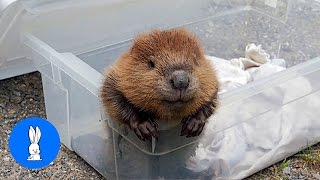 Baby Beavers Swimming  CUTEST Compilation [upl. by Attenohs]