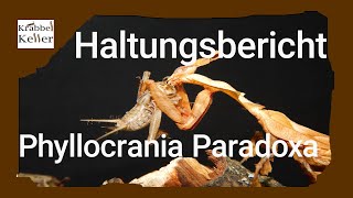 Haltungsbericht Geistermantis Phyllocrania Paradoxa [upl. by Elleirb]