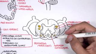 Neurology  Motor Pathways [upl. by Winfrid]