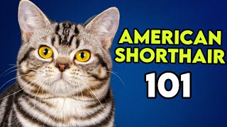 American Shorthair 101  This Is What You Need To Know [upl. by Adnylg744]