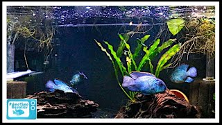 Nine Great Beginner Cichlids [upl. by Cordula127]