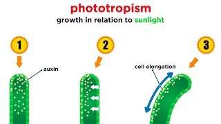 Mechanisms of Plant Growth [upl. by Naylor926]