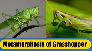 Metamorphosis of grasshopper [upl. by Nahem640]