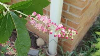 Summersweet Ruby Spice Clethra alnifolia [upl. by Ihtraa]