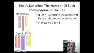 Haploid vs Diploid [upl. by Ernaline]