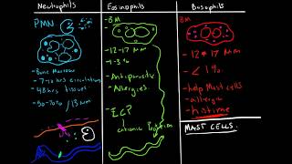 White Blood Cells  Granulocytes amp Lymphocytes  Part 1 [upl. by Hayley]