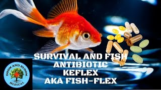 Antibiotic Keflex FishFlex [upl. by Haberman]