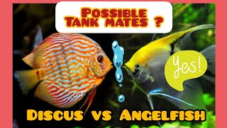 How to Keep Angelfish and Discus Together  Discus Compatibility Tank Mates [upl. by Anairdna]