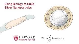 Using Biology to Build Silver Nanoparticles [upl. by Ardella]