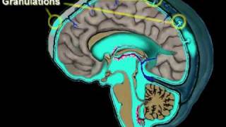 Cerebrospinal Fluid Circulation [upl. by Nytsirc]