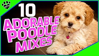 Top 10 Poodle Mix Breeds Small Doodle Dogs 101 [upl. by Rednasxela]