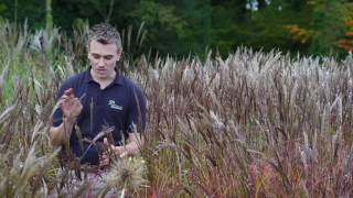 Miscanthus sinensis Red Chief  why its our favourite [upl. by Raynor]