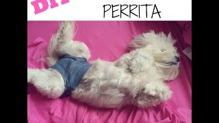 DIY Calzon o Braguitas para Perrita coton de tulear [upl. by Billat]