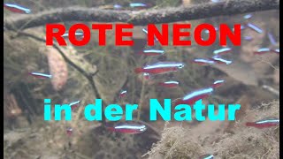 ROTE NEON SALMLER PARACHEIRODON AXELRODI Biotop in der NATUR [upl. by Nnylyma]