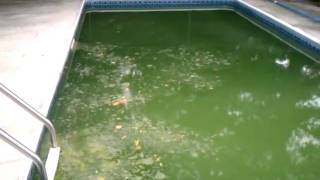 How to clean a GREEN POOL quotTHE SWAMPquot in 3 days [upl. by Hinkle132]