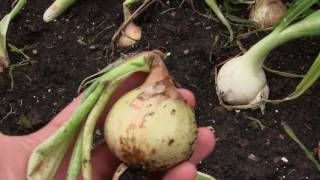 Harvesting Onions amp How To Tell When They Are Ready To Be Harvested [upl. by Desirea]