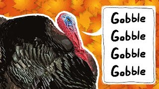 Turkeys for Kids  Wild Turkeys  Animals for Kids  Thanksgiving bird [upl. by Aseiram]