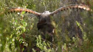 Wild Lyrebird Dancing and Singing [upl. by Adnert691]