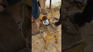 Horse hoof restoration  Horse hoof cleaning [upl. by Lorin]