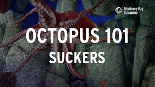 Octopus 101  Suckers [upl. by Sacrod50]