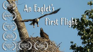 An Eaglets First Flight [upl. by Eladnor786]