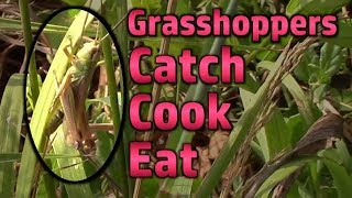 Grasshoppers  Catch Cook And Eat [upl. by Cornelia]