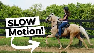 Incredible Horses in Slow Motion [upl. by Caputo]