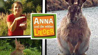 Kaninchen oder Hase  Kinderlied mit Tieren  Anna und die wilden Lieder [upl. by Sandstrom]