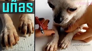 COMO CORTARLE LAS UÑAS A UN PERRO CORRECTAMENTE ★ PetDarling [upl. by Supmart]