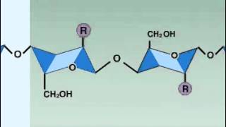 lysozyme enzyme [upl. by Aneema]