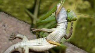 Praying Mantis attacks and eats Lizard [upl. by Irej]