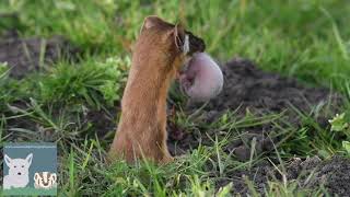 Long Tailed Weasel Baby [upl. by Dagna]