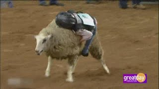 Mutton Bustin’ at The Houston Rodeo [upl. by Falo886]