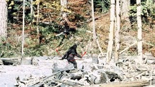 PattersonGimlin Bigfoot Film analysis 4K stabilised colour [upl. by Broderic289]